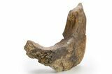 Dinosaur (Triceratops) Partial Mandible Bone - Wyoming #312020-2